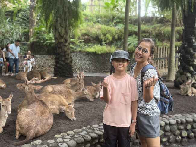 Koleksi rusa di kebun satwa bali