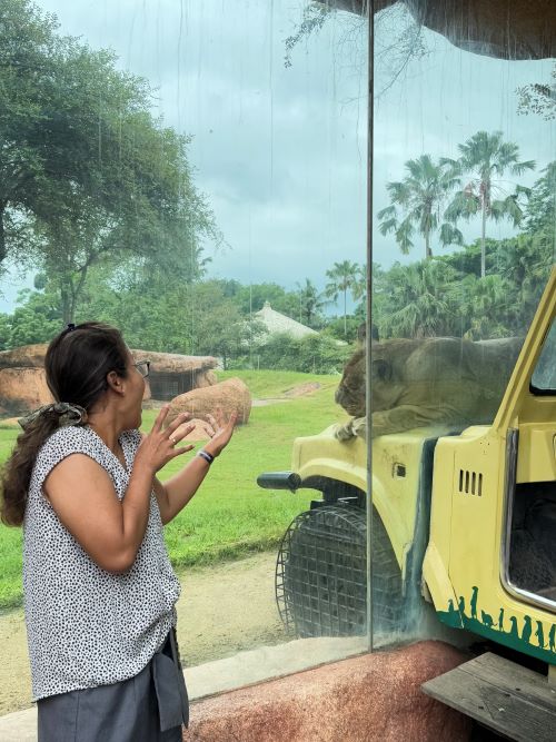 Singa-singa di area Savana